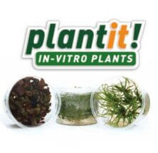 plant-it! In-Vitro Plants