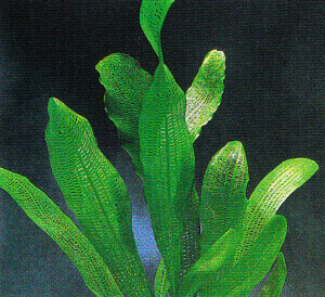 Gitterpflanze Aponogeton henkelianus