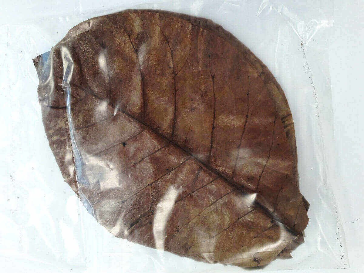 Dennerle Catappa Leaves Seemandelbaumblätter 10 Stk.