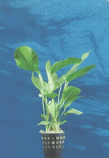 Schwertpflanze Echinodorus cordifolius Mini