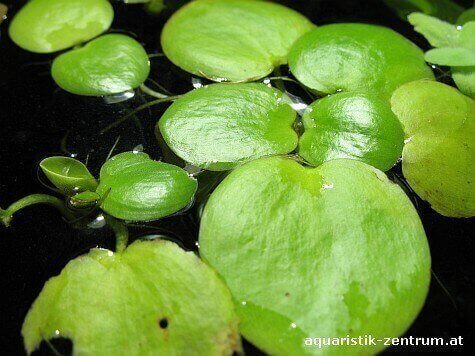 Schwimmpflanze Kleiner Froschbiss Limnobium laevigatum