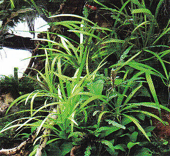 Graspflanze Helanthium tenellum "Broad Leaf" In-Vitro