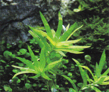 Seegrasblättriges Trugkölbchen Heteranthera zosterifolia In-Vitro