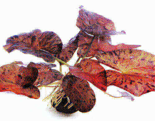 Roter Tigerlotus Nymphaea lotus angetriebene Knolle