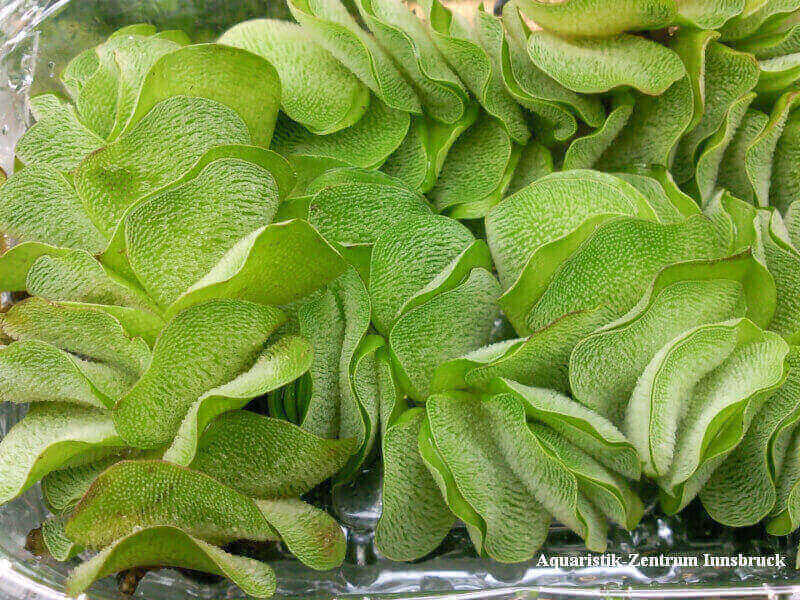 Schwimmpflanze Büschelfarn Salvinia auriculata Portion