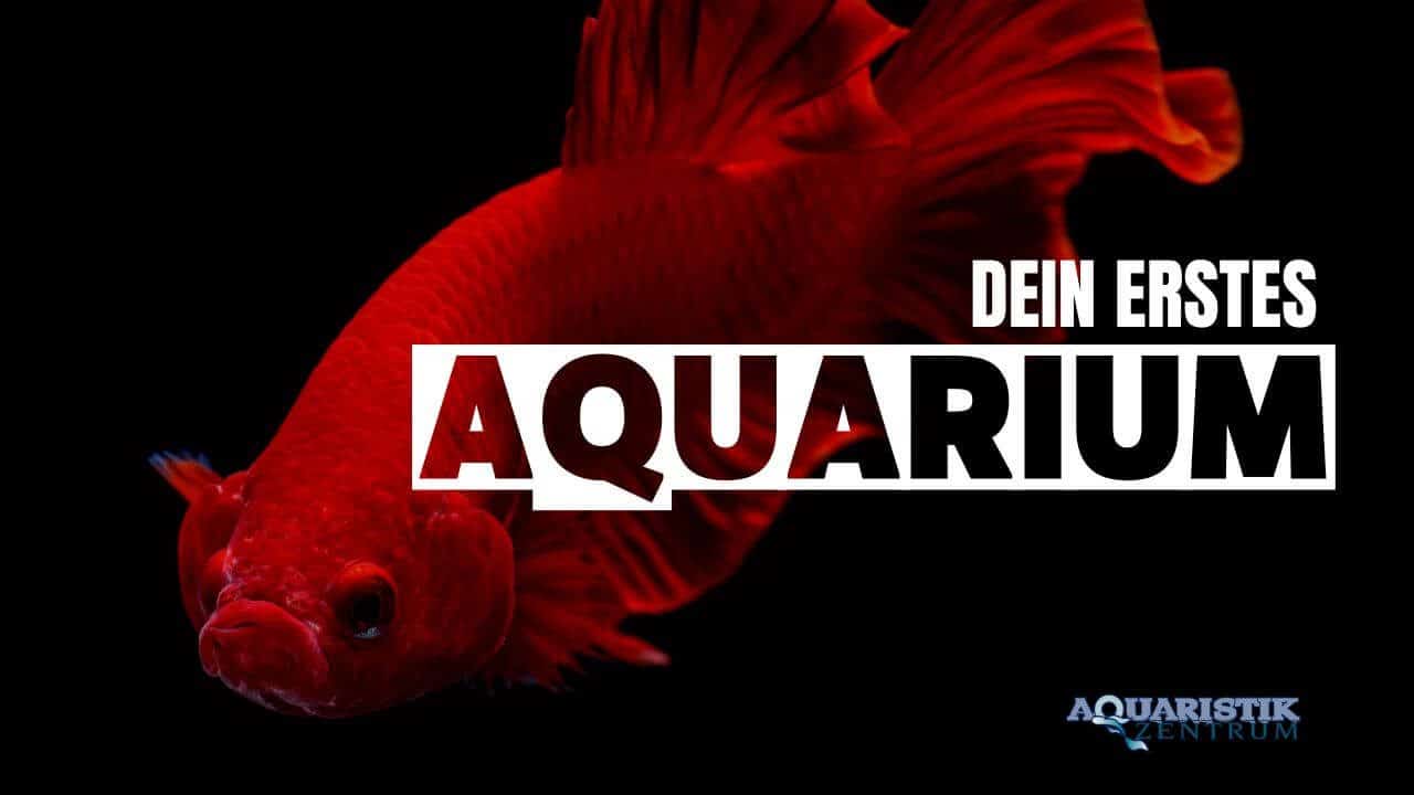 anfänger aquarium